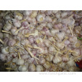 Fresh Normal White Garlic 5.0-5.5cm